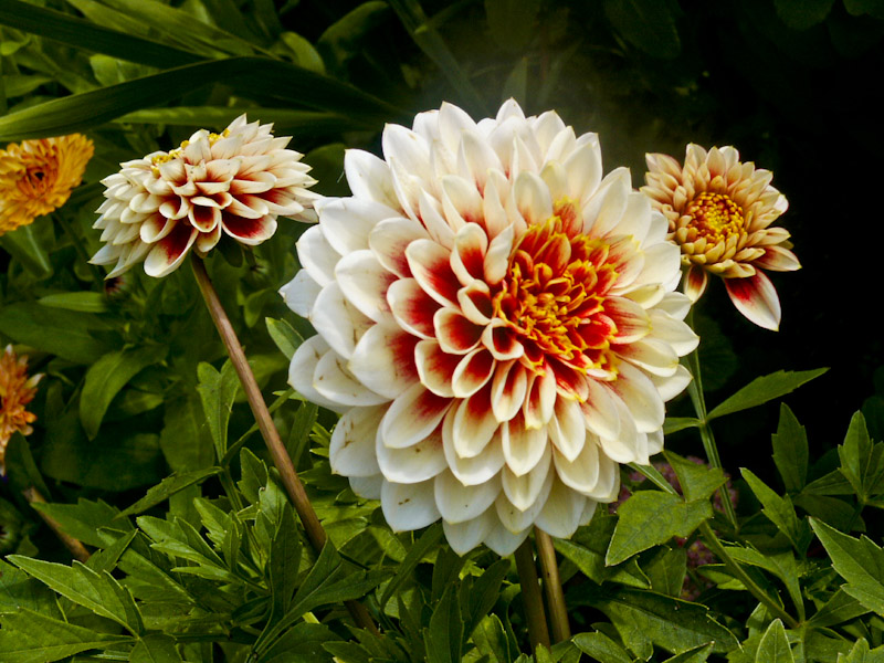 22 Dahlia.jpg - Dahlia